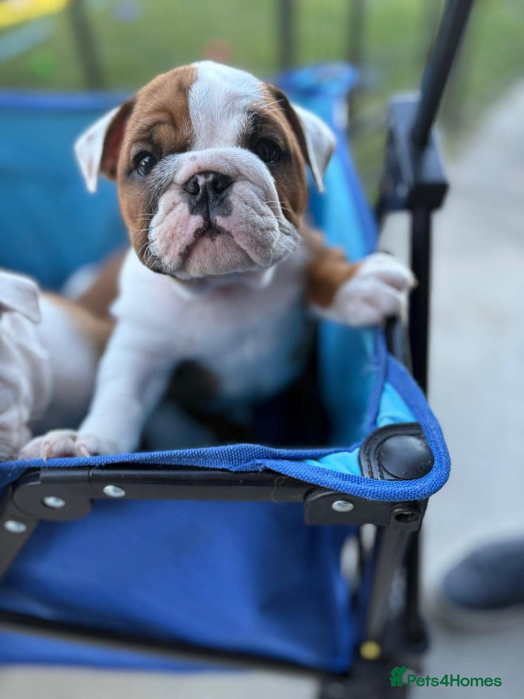 English Bulldog dogs for sale: Gorgeous Purebred English Bulldog Puppies - Image 11