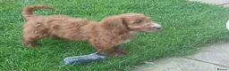 Cockapoo dogs for sale: Red and apricot cockedpoo puppys - Advert 6