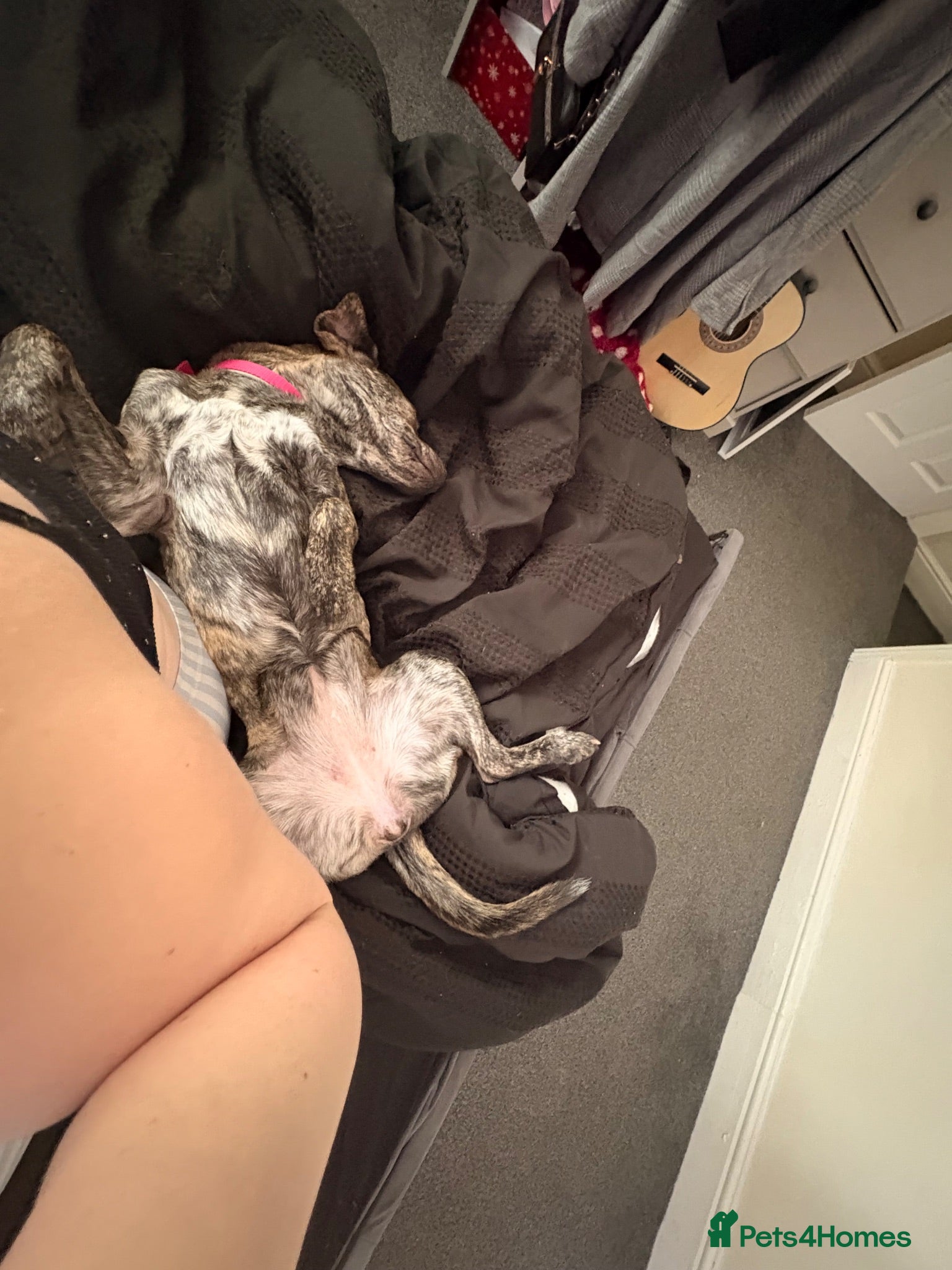 Mixed Breed dogs Rosie  - Advert 16