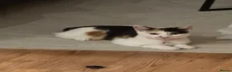 Khao Manee cats for sale: 6 Month Old Calico Kitten - Advert 3