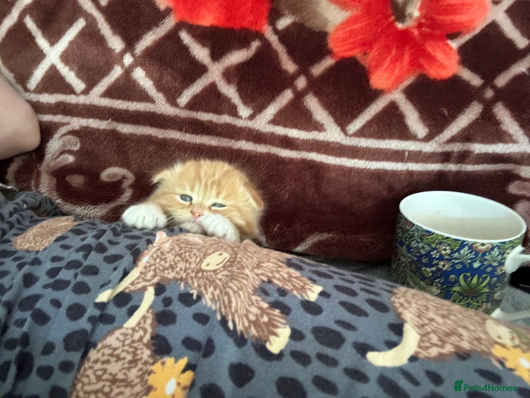 Scottish Fold cats for sale: Scottish fold/straight babies - Image 18