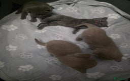 British Shorthair cats for sale: Stunning British shorthair kittens  - Image 3