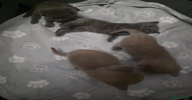 British Shorthair cats - Advert 3