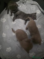 British Shorthair cats - Advert 3