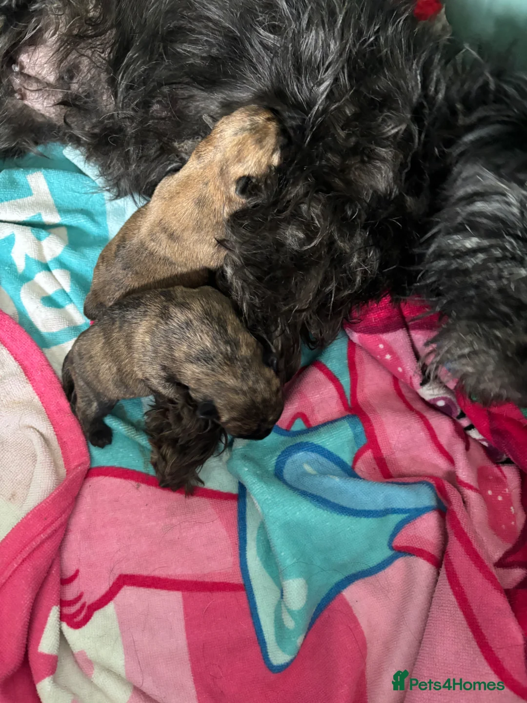 Cairn Terrier dogs for sale: 2 Beautiful Cairn Terrier Bitches in Grantham - Advert 2