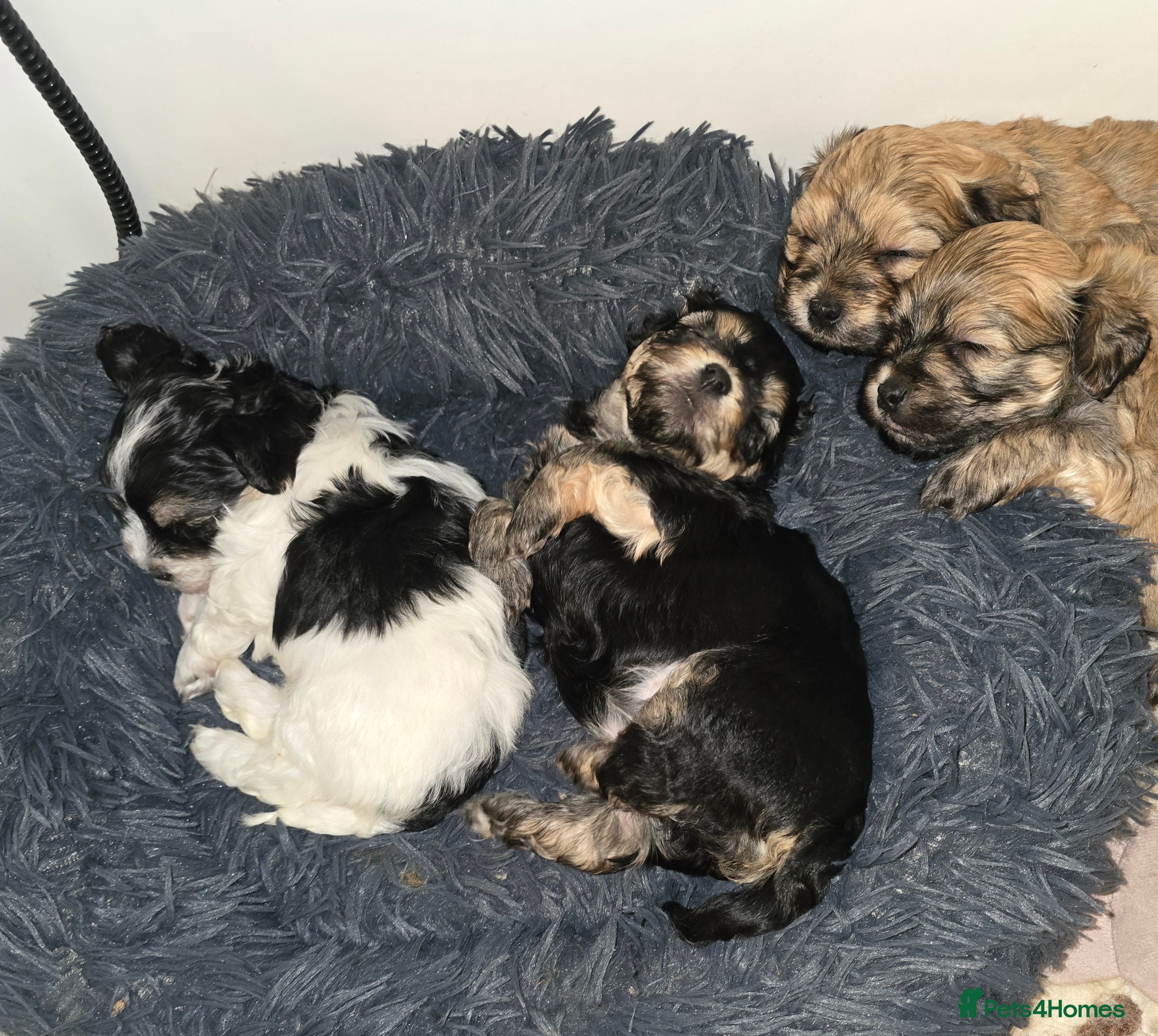 Havanese dogs KC Registered Havanese from Health Tested parents - Advert 4