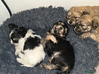 Havanese dogs KC Registered Havanese from Health Tested parents - Advert 5