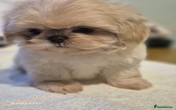 Shih Tzu dogs for sale: Outstanding Imperial Shih Tzu Pups - Image 13