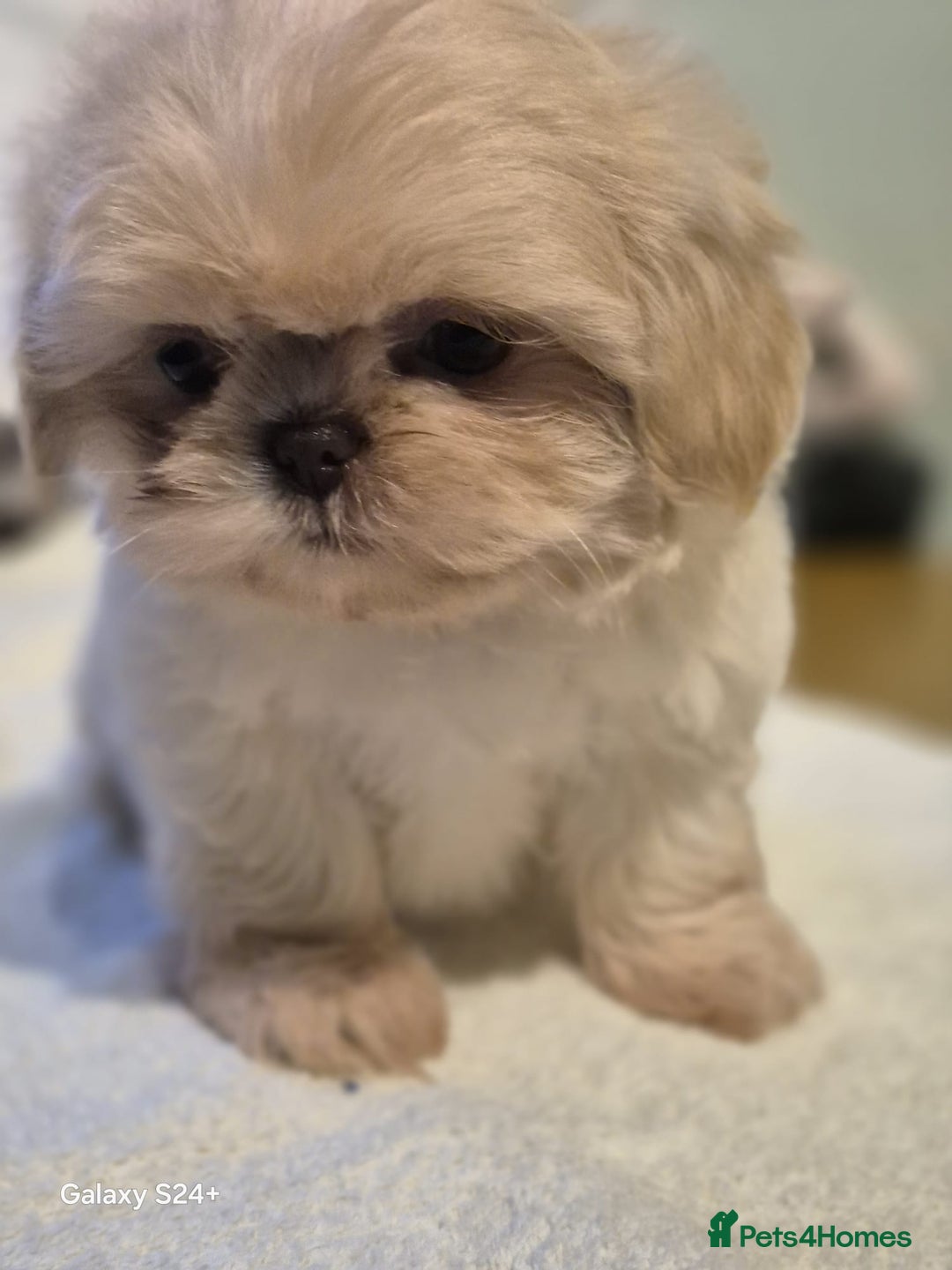 Shih Tzu dogs for sale: Outstanding Imperial Shih Tzu Pups - Image 13