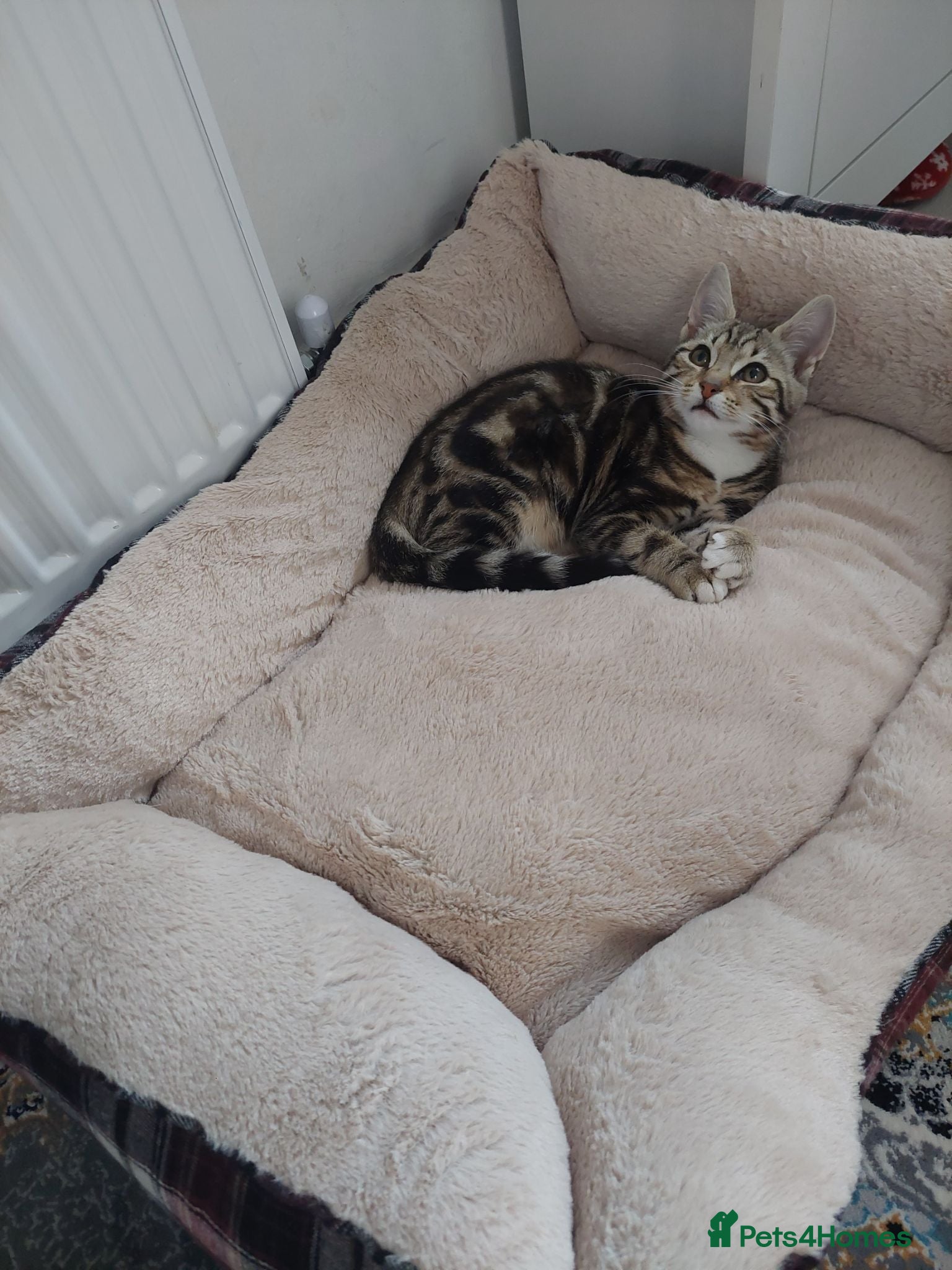 Mixed Breed cats Friendly Tabby Kitten Looking for a Loving Home - Advert 2