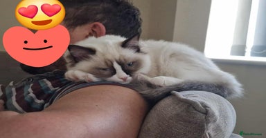 Ragdoll cats - Advert 6