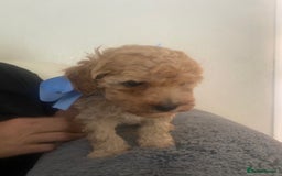 Toy Poodle dogs for sale: Male toy poodles - Image 8