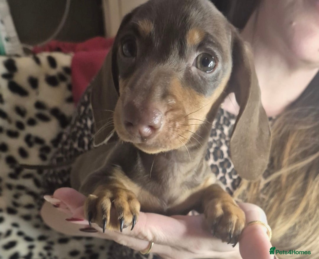 Miniature Dachshund dogs for sale: KC REGISTERED Miniature dachshund HEALTH TESTED   - Advert 3