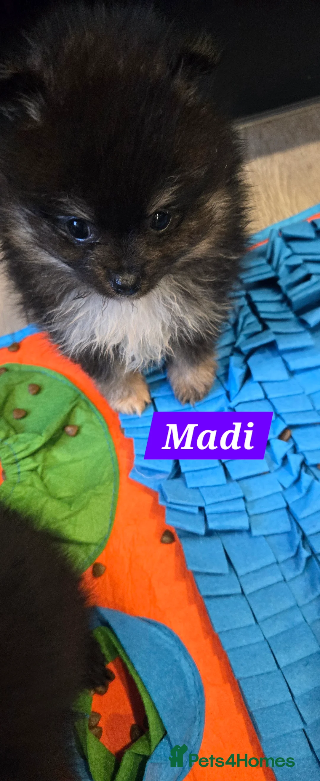 Pomeranian dogs for sale: Pretty Pomeranians  - Advert 2