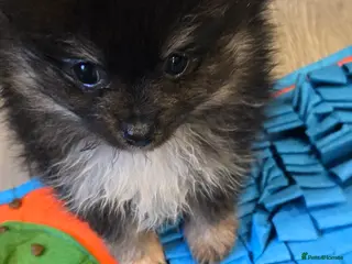 Pomeranian dogs Pretty Pomeranians - Advert 5