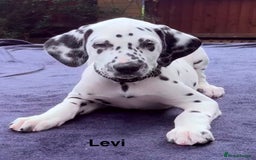 Dalmatian dogs for sale: Antbowdals Strong British Pedigree Dalmation pups - Image 22