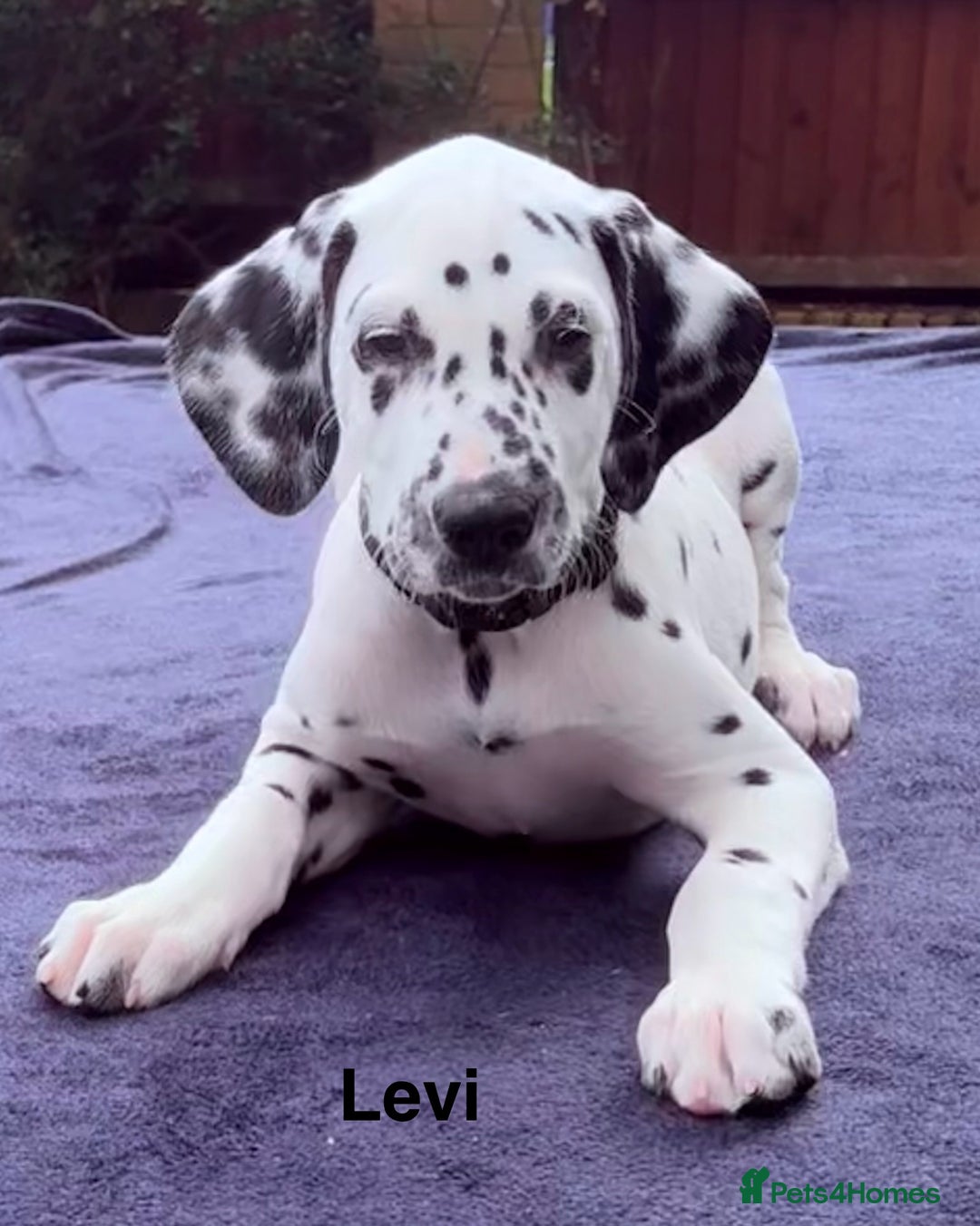 Dalmatian dogs for sale: Antbowdals Strong British Pedigree Dalmation pups - Image 22