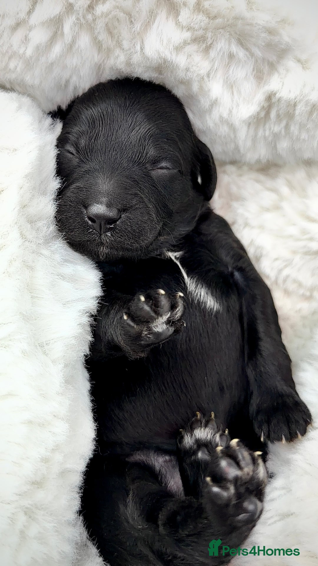 Cockapoo dogs for sale: Gorgeous F2 Cockapoo Puppies  - Advert 8