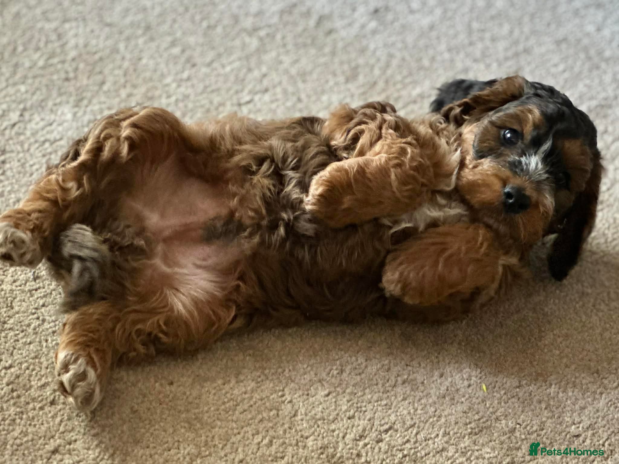 Cockapoo dogs 🐾 Beautiful Sable F1 Cockapoo Puppies 🐾 - Advert 2