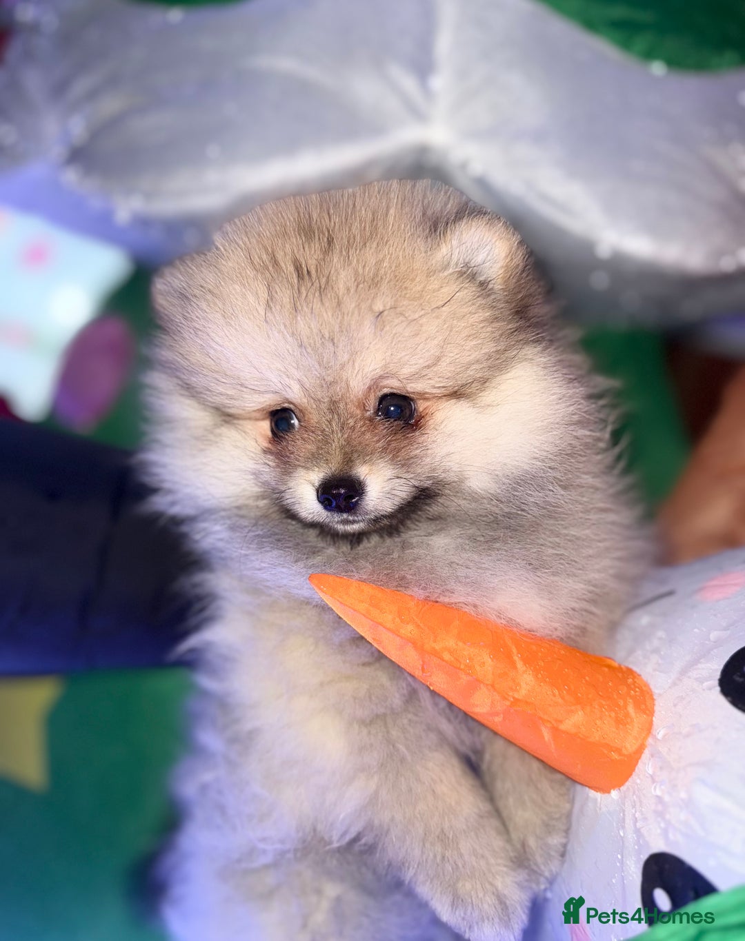 Pomeranian dogs for sale: ✨🐶Small Teddy Bear🧸 SKY🩵BLUE EYE 👀POMS🐶✨ - Advert 22