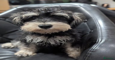 Miniature Schnauzer dogs - Advert 12