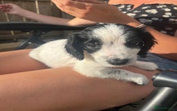 Cocker Spaniel dogs for sale: 1 beautiful cocker spaniel bony left  - Image 2