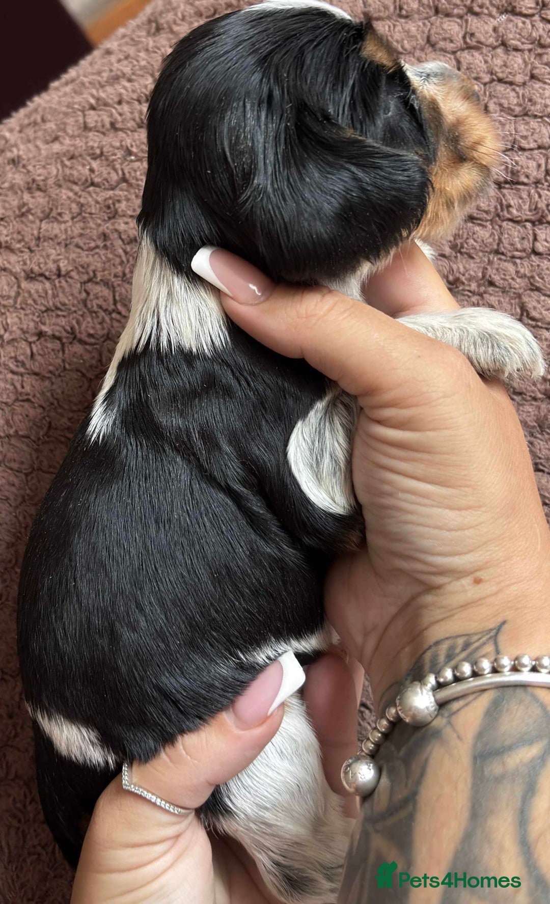 Cocker Spaniel dogs for sale: KC REG SHOW TYPE COCKER SPANIELS  - Image 21