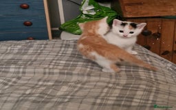 Mixed Breed cats for sale: Kittens in Saint Leonards-on-sea - Image 8