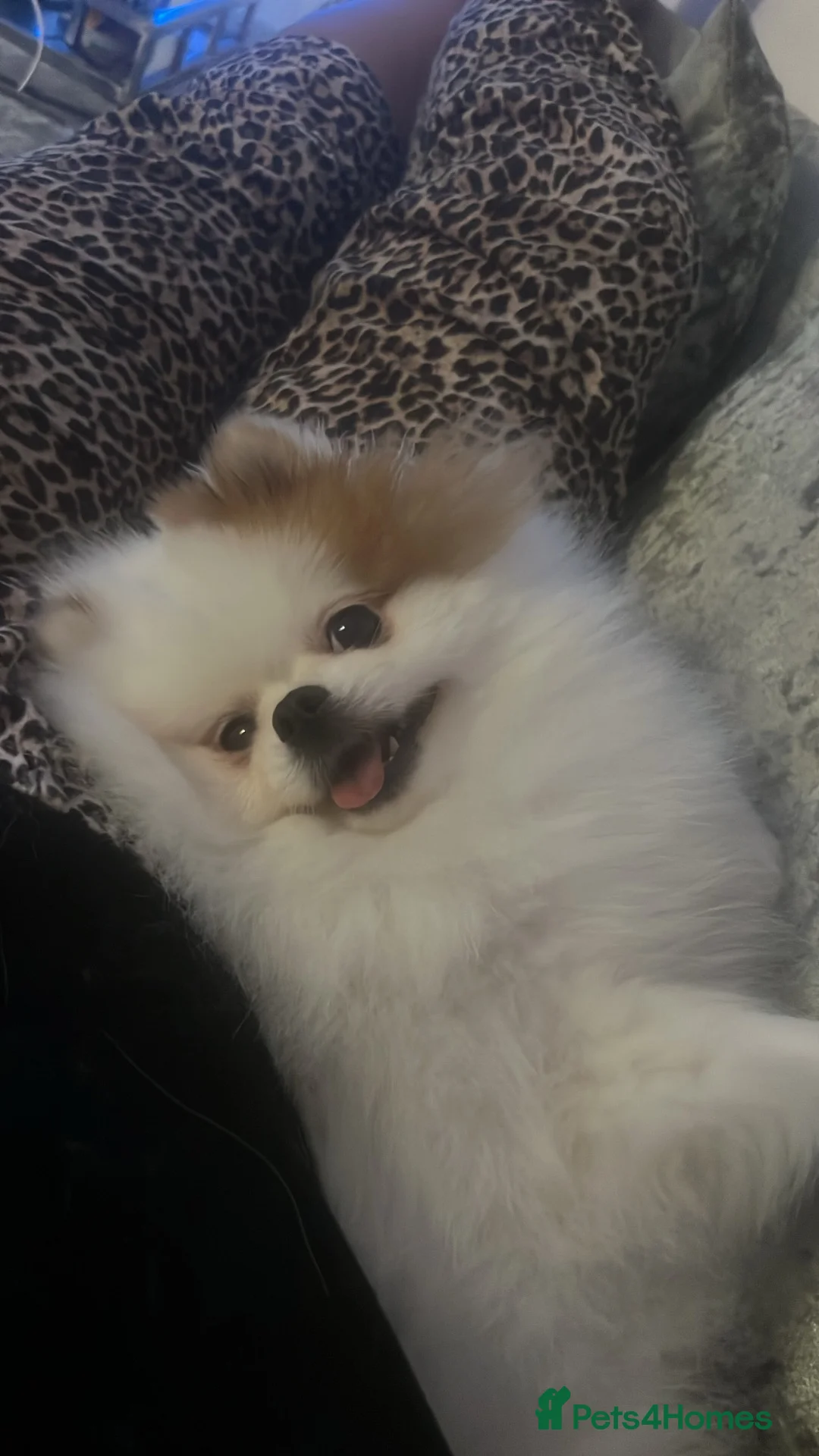 Pomeranian dogs for sale: Female Pom for sale  in Dalkeith - Advert 2
