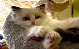 Ragdoll cats for sale: Ragdoll kittens purebred - Image 9
