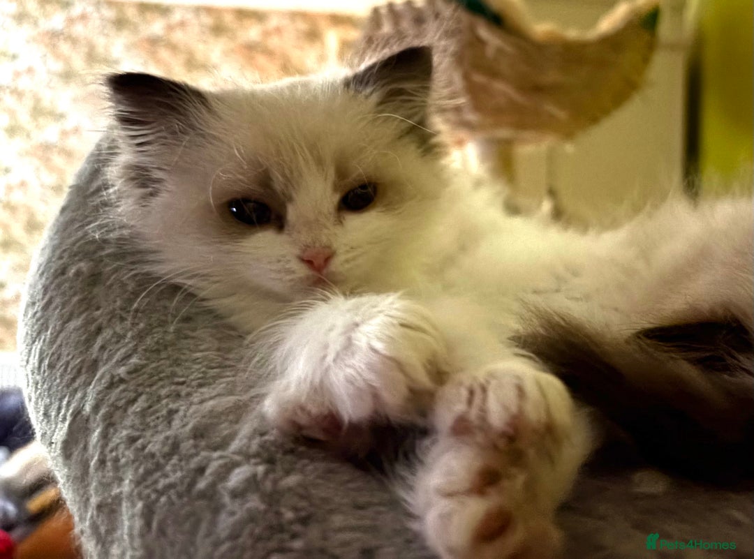 Ragdoll cats for sale: Ragdoll kittens purebred - Image 9