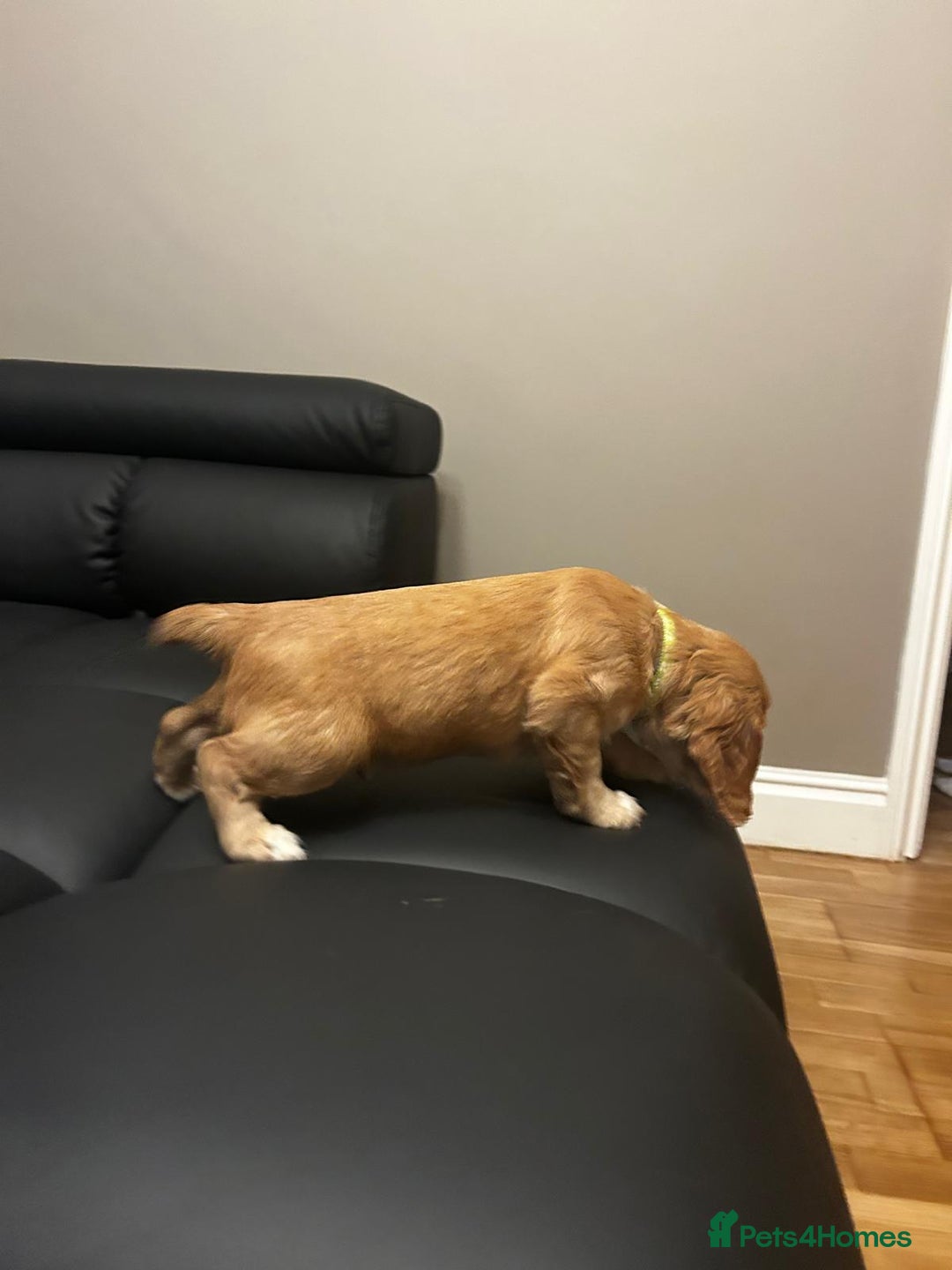 Cocker Spaniel dogs for sale: Healthy Cocker Spaniel puppies Working type  - Image 12
