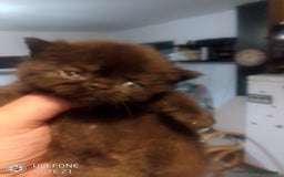 Exotic cats for sale:  Exotic British shorthair  - Image 2