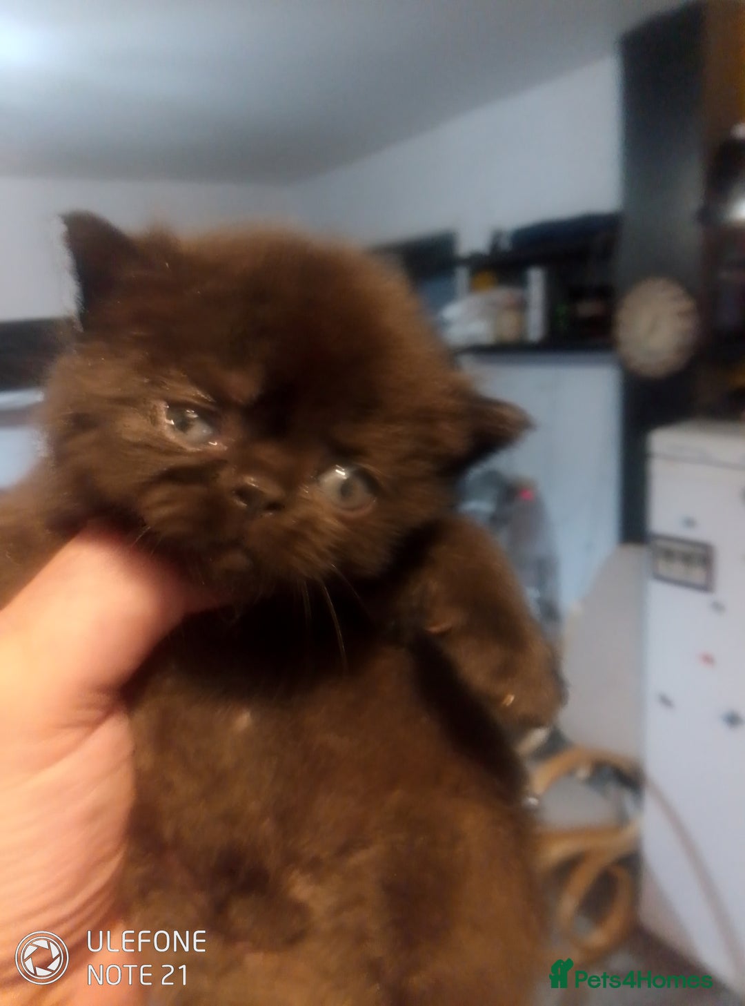 Exotic cats for sale:  Exotic British shorthair  - Image 2