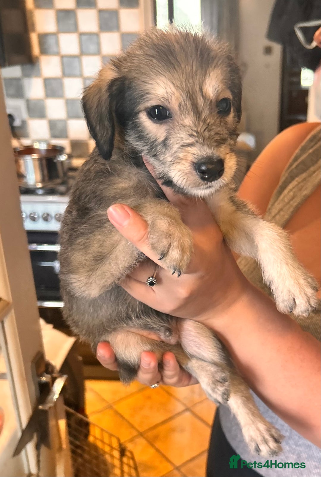 Mixed Breed dogs for sale: 10 Bedlington Whippet Puppies - 6 DOGS 4 BITCHES - Image 22
