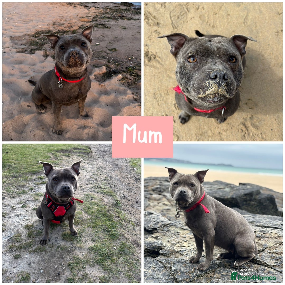 Staffordshire Bull Terrier dogs for sale: Staffordshire Bull Terrier puppies  - Advert 5