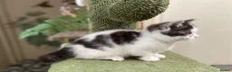 Munchkin cats for sale: 9 weeks old Full Pedigree Munchkin kittens  - Advert 6