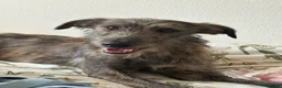 Mixed Breed dogs for sale: Frankie - Advert 2