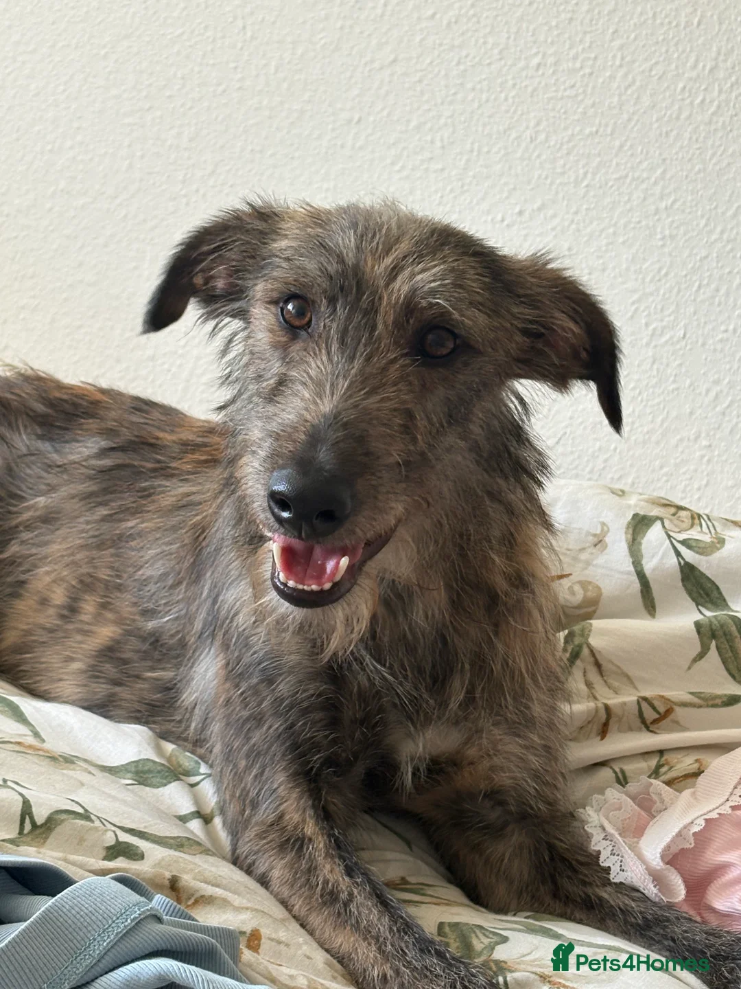 Mixed Breed dogs for sale: Frankie - Advert 2