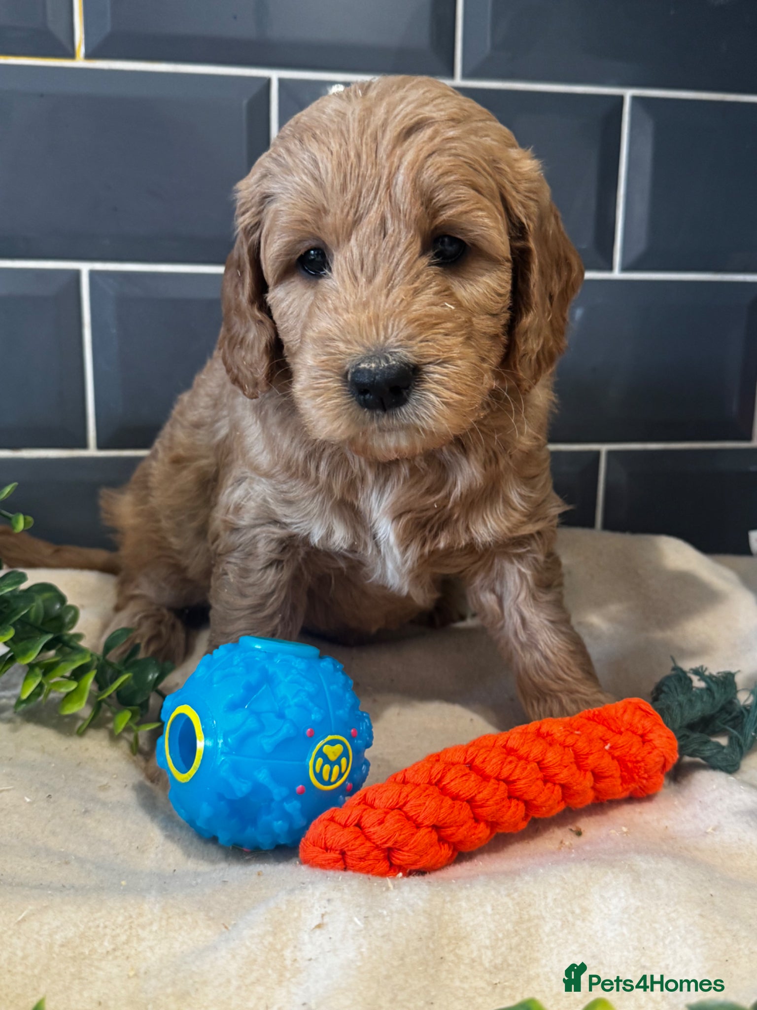 Mini Goldendoodle dogs Fantastic Miniature Goldendoodles  - Advert 2