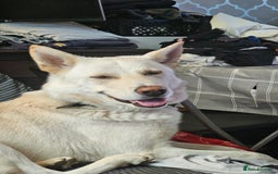 German Shepherd dogs for sale: Ghost 3yr old German Shepherd  - Image 1
