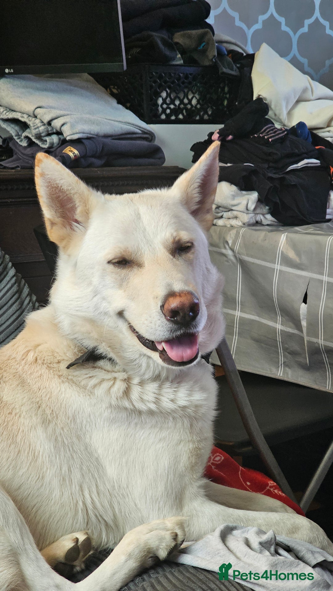 German Shepherd dogs for sale: Ghost 3yr old German Shepherd  - Image 1