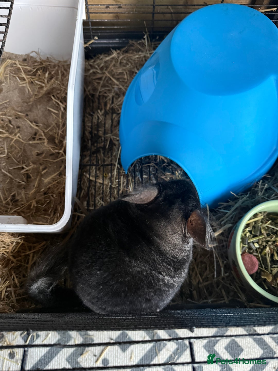 Chinchilla rodents for sale: x2 chinchillas  - Image 7