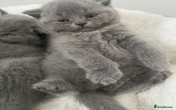 British Shorthair cats for sale: Gccf reg blue bsh kittens active - Image 5