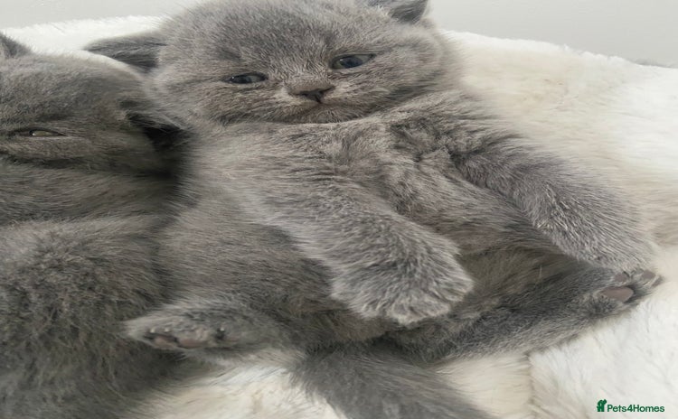 British Shorthair cats - Advert 4
