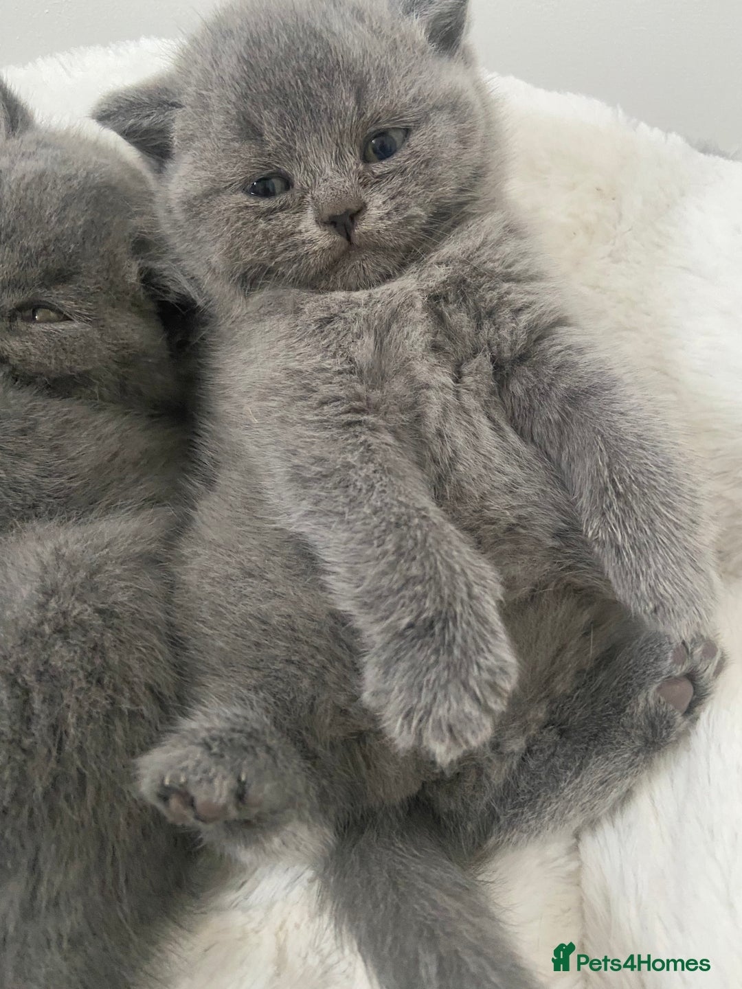 British Shorthair cats for sale: Gccf reg blue bsh kittens active - Image 5