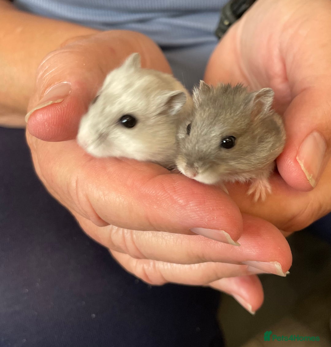 Hamster rodents for sale: Baby Winter White Russians from our show stock  - Image 2