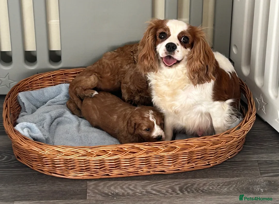 Cavapoo dogs for sale: 🐶🐩STUNNING HEALTH CLEAR CAVAPOO PUPPIES🐩🐶  - Advert 1