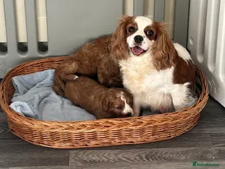 Cavapoo dogs 🐶🐩STUNNING HEALTH CLEAR CAVAPOO PUPPIES🐩🐶 - Advert 1