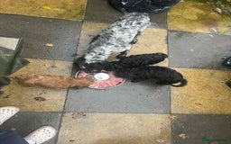 Cockapoo dogs for sale: Beautiful F1 cockapoo  - Advert 8